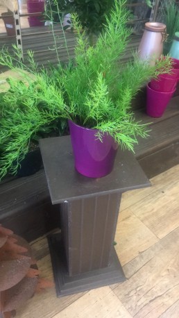 Asparagus fern