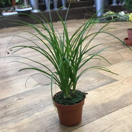 Nolina Beaucarnea