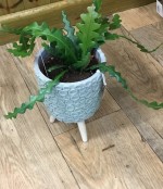 Fishbone Cactus