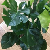 Monstera (large)