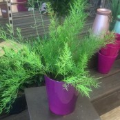 Asparagus fern