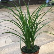 Nolina Beaucarnea